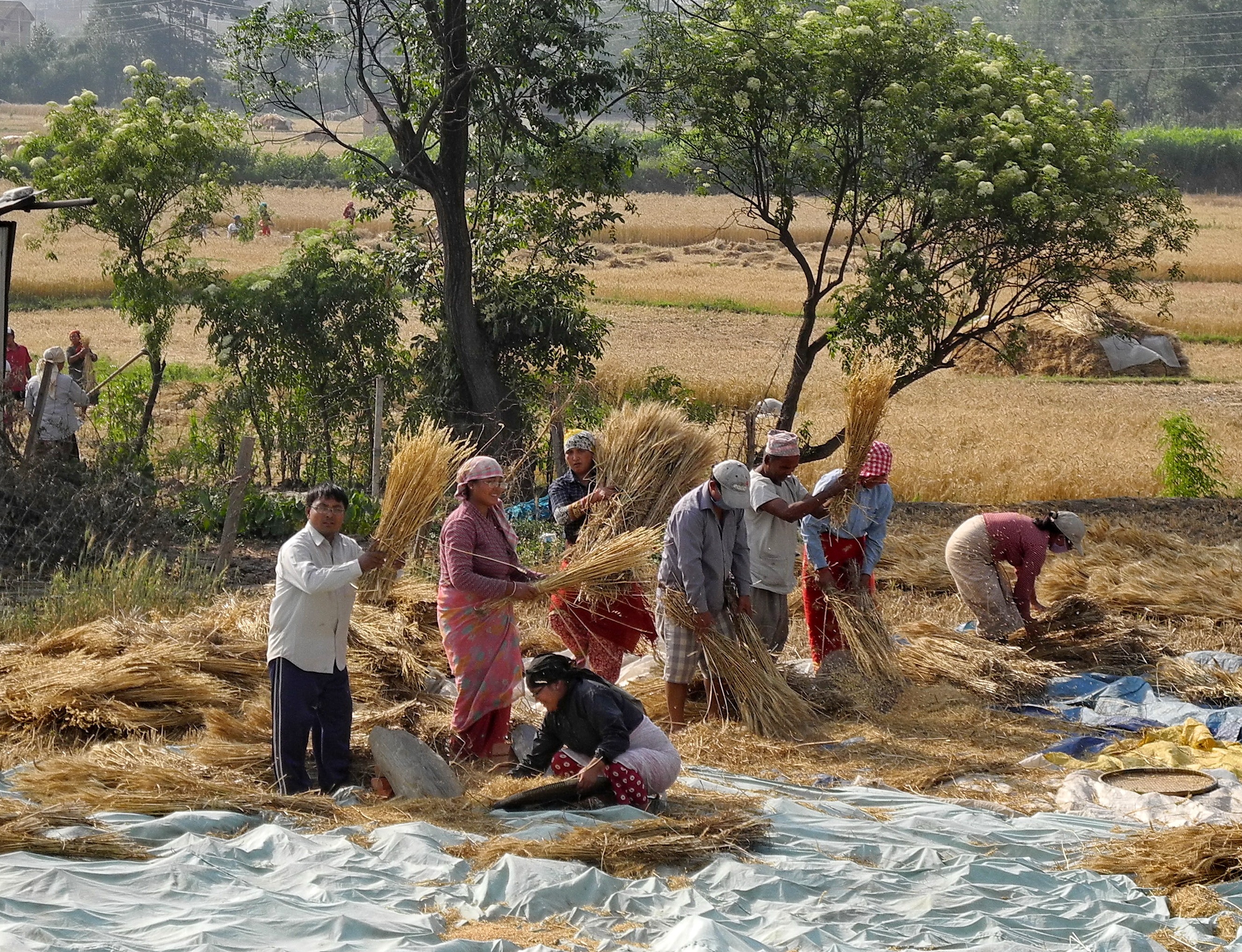 Agriculture & Value Chains Development